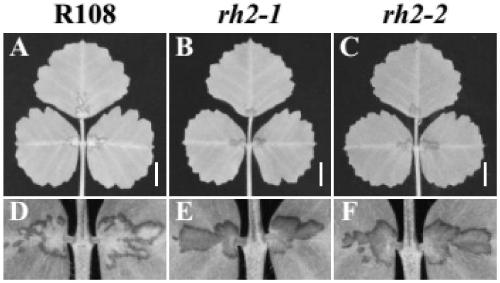 RH2 protein as well as coding gene and application thereof