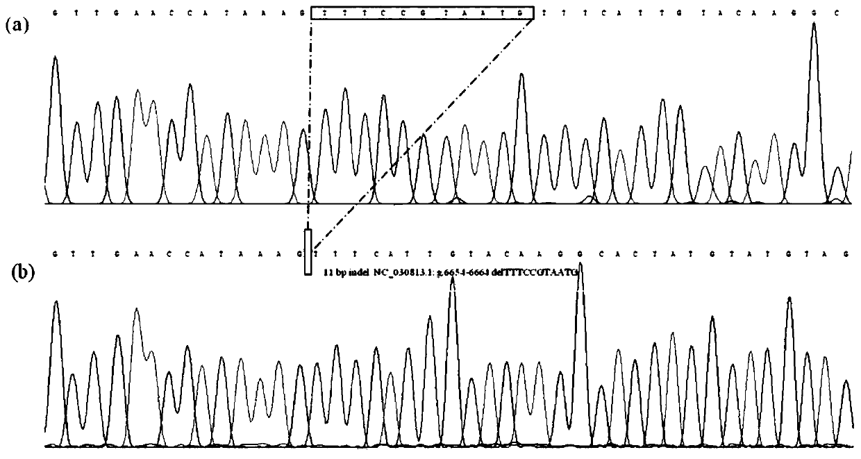 A detection method and application of goat csn1s1 gene insertion/deletion