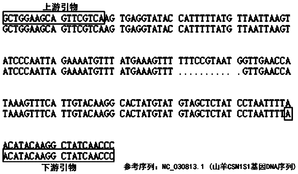 A detection method and application of goat csn1s1 gene insertion/deletion