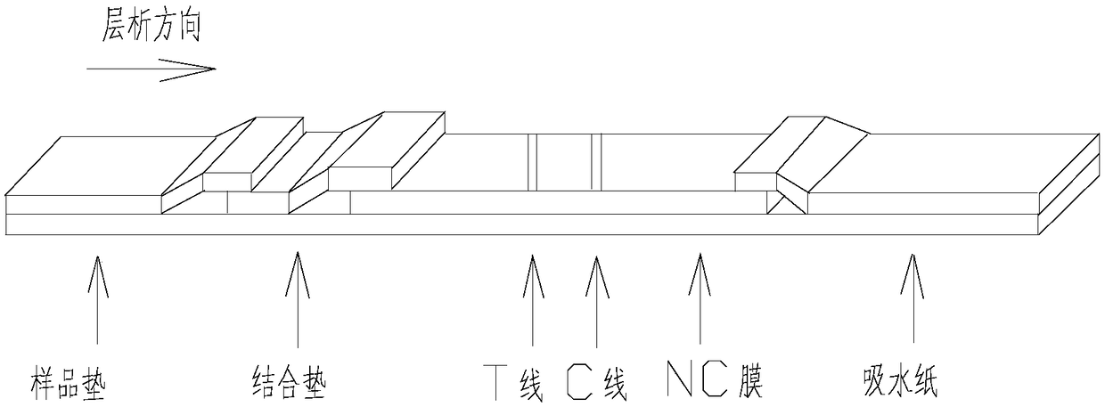 Immunofluorescence test reagent strip for measuring cytotoxin-related protein A antibodies as well as preparation method and application of immunofluorescence test reagent strip