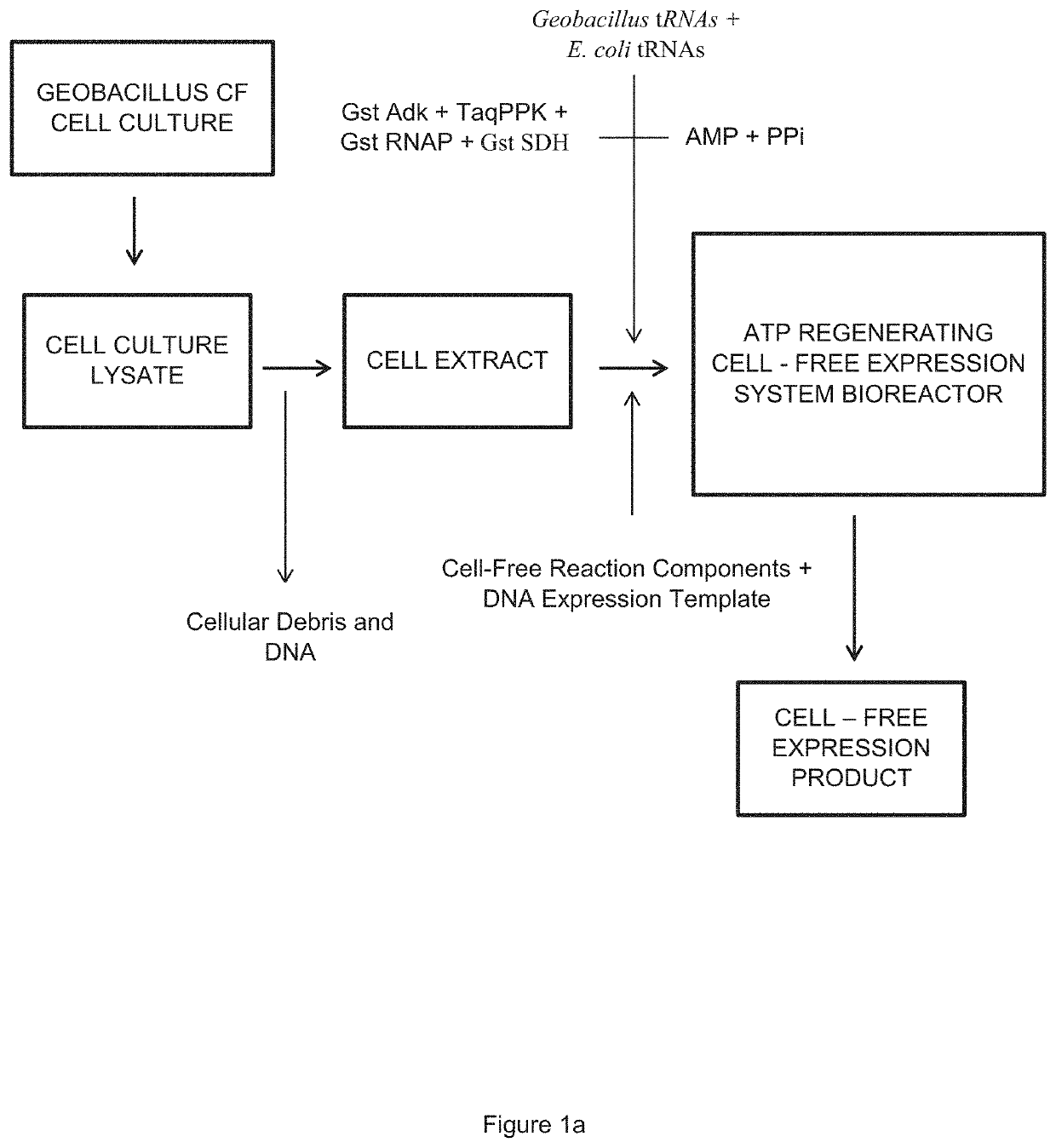 Cell-Free Expression System Having Novel Inorganic Polyphosphate-Based Energy Regeneration