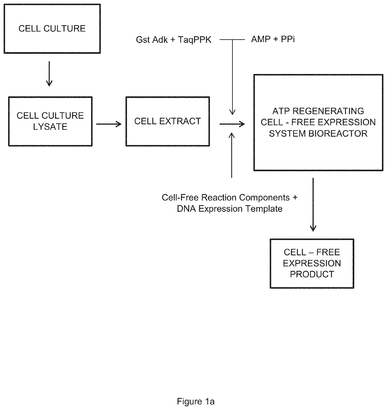 Cell-Free Expression System Having Novel Inorganic Polyphosphate-Based Energy Regeneration