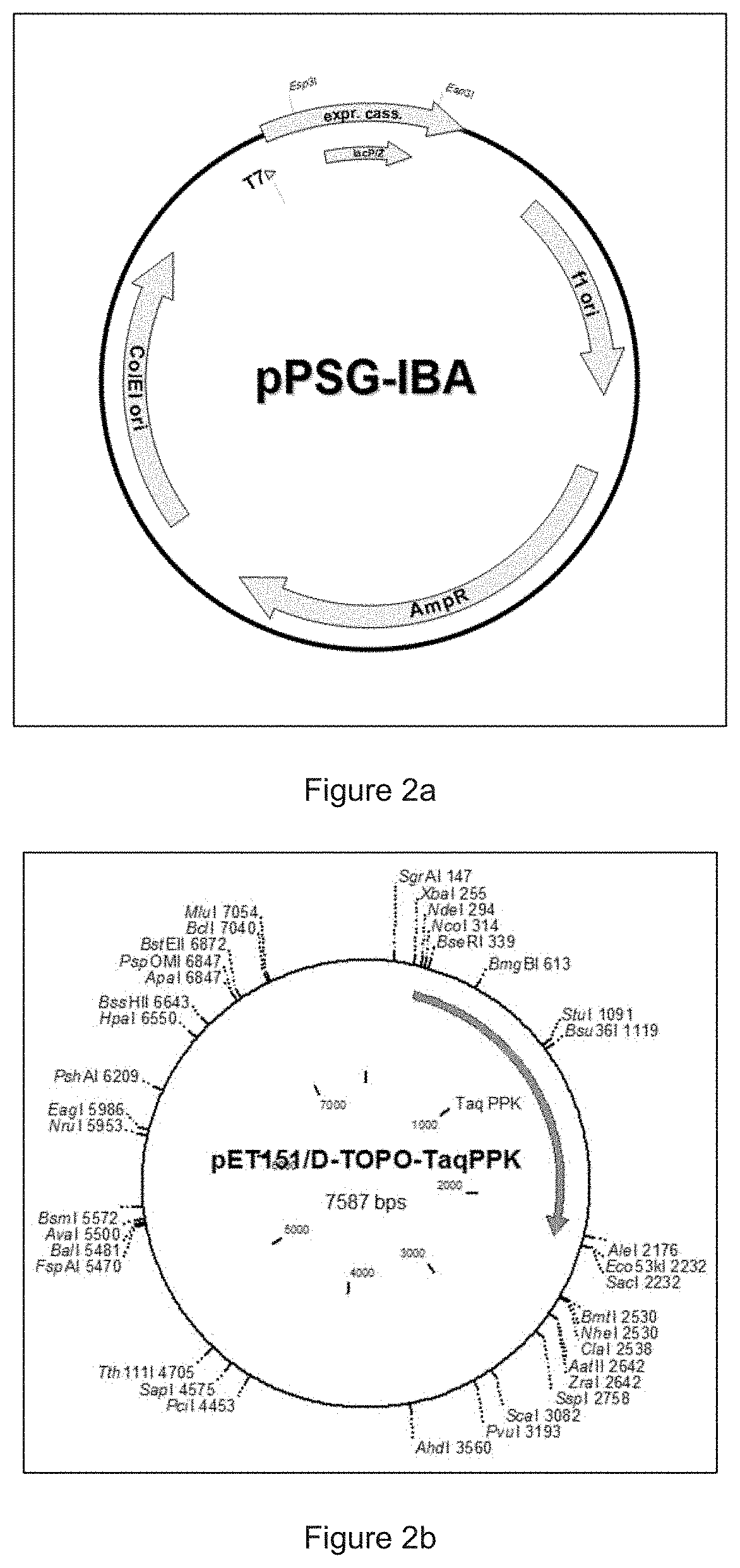 Cell-Free Expression System Having Novel Inorganic Polyphosphate-Based Energy Regeneration