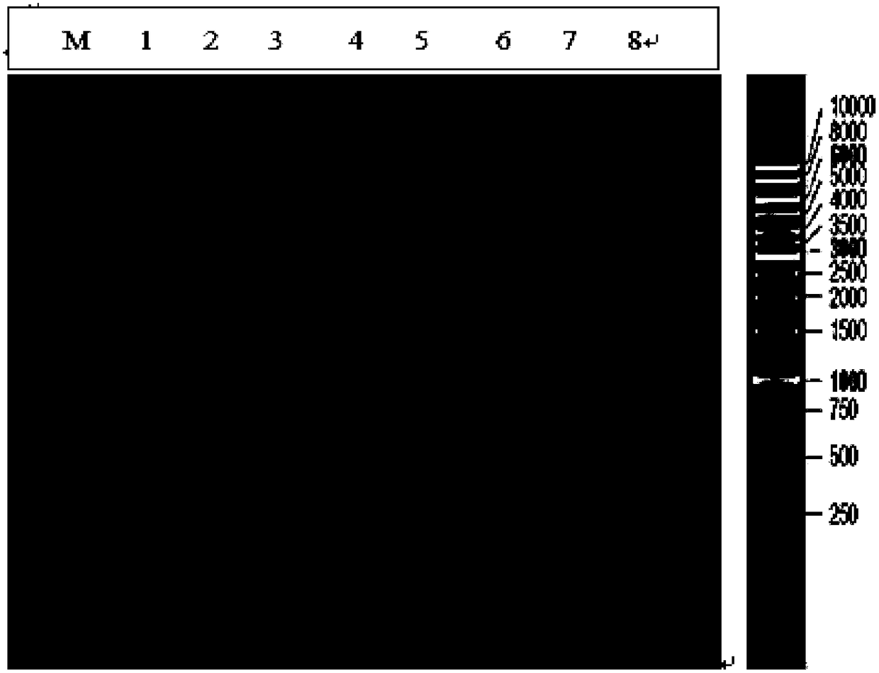 Prokaryotic expression vector for recombinant protein of casein kinase I(alpha) and construction method thereof