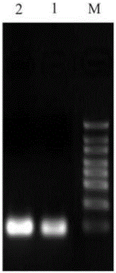 Method for acquiring gene editing sheep by RNA-mediated specific FGF5 gene knockout and special sgRNA for method