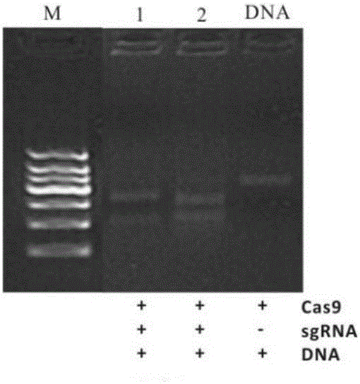 Method for acquiring gene editing sheep by RNA-mediated specific FGF5 gene knockout and special sgRNA for method