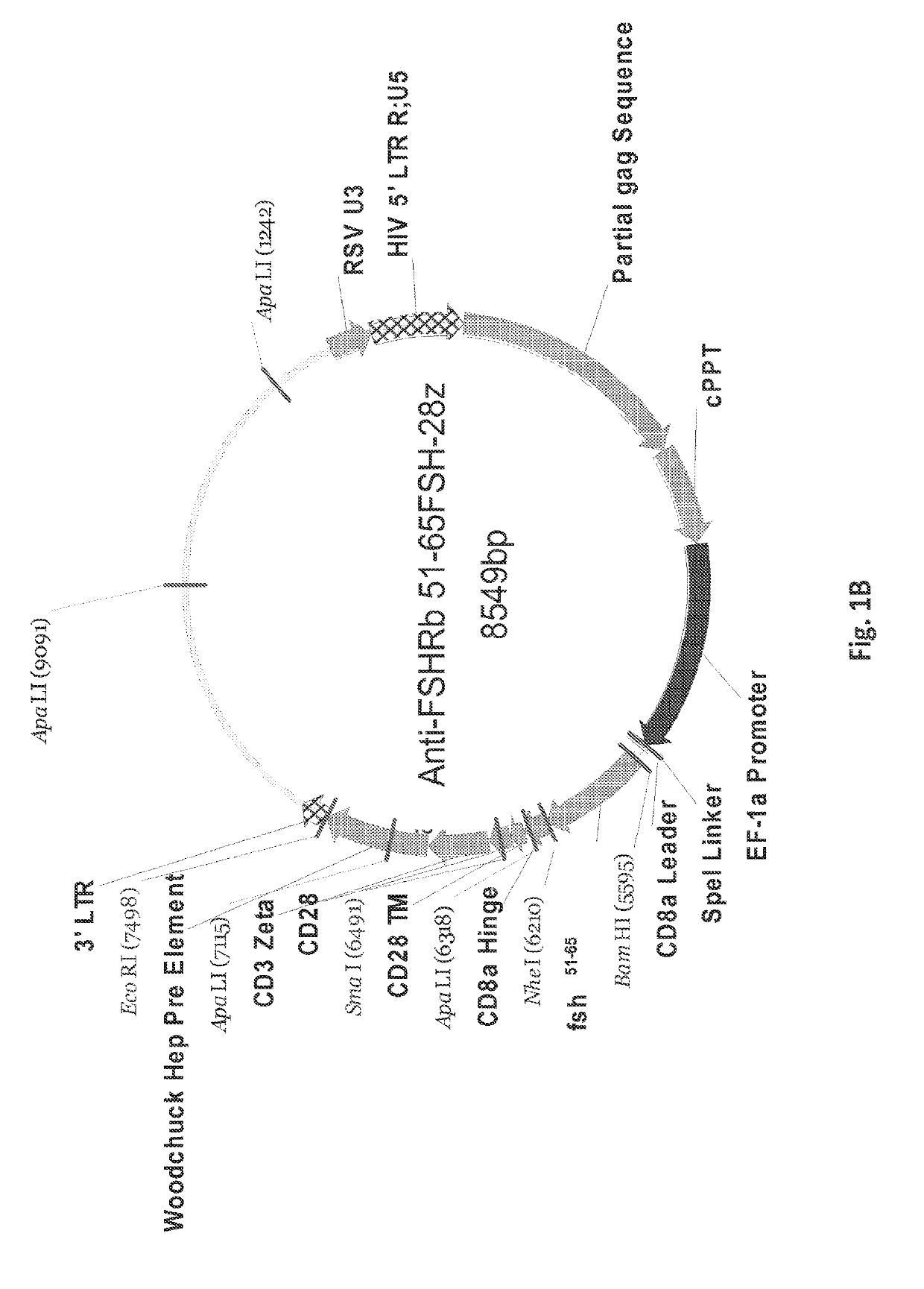 Methods and compositions of a follicle stimulating hormone receptor immunoreceptor