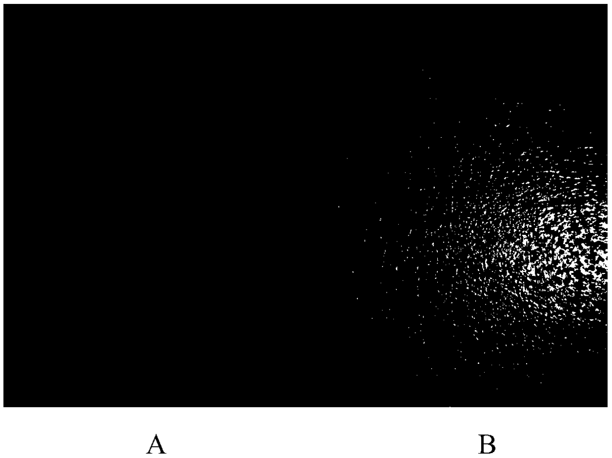 Crosslinked polyolefin foaming material with antibacterial function and preparation method thereof