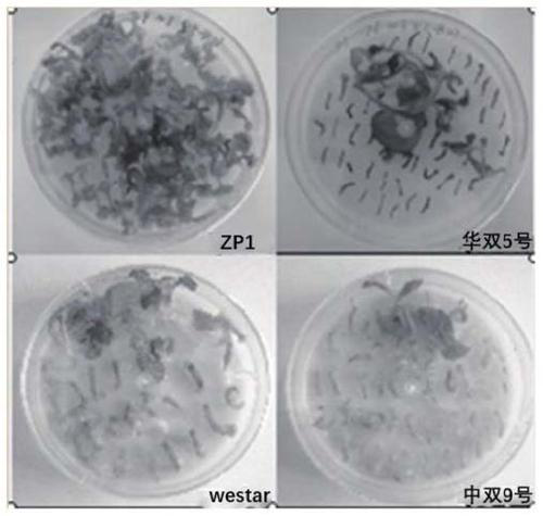 Construction method of cabbage type rape gene mutant PTG8 and application of construction method