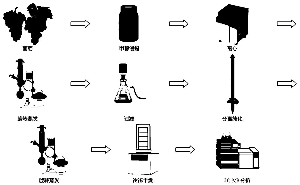 Extraction and purification method of grape aromatic glycoside and library building, identification and quantification method thereof