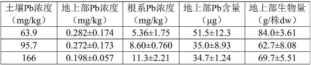 Method of fixing and stabilizing heavy metal Pb in lake bottom mud by using thalia dealbata