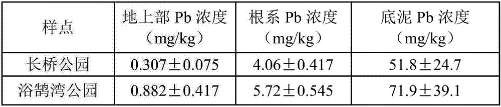 Method of fixing and stabilizing heavy metal Pb in lake bottom mud by using thalia dealbata