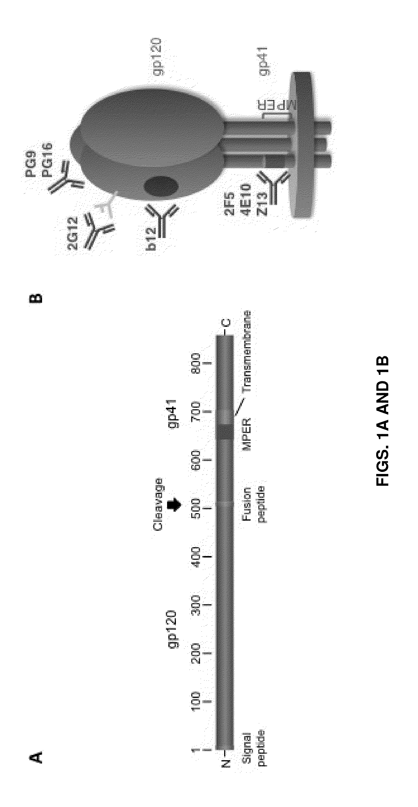 Immunoselection of recombinant vesicular stomatitis virus expressing hiv-1 proteins by broadly neutralizing antibodies