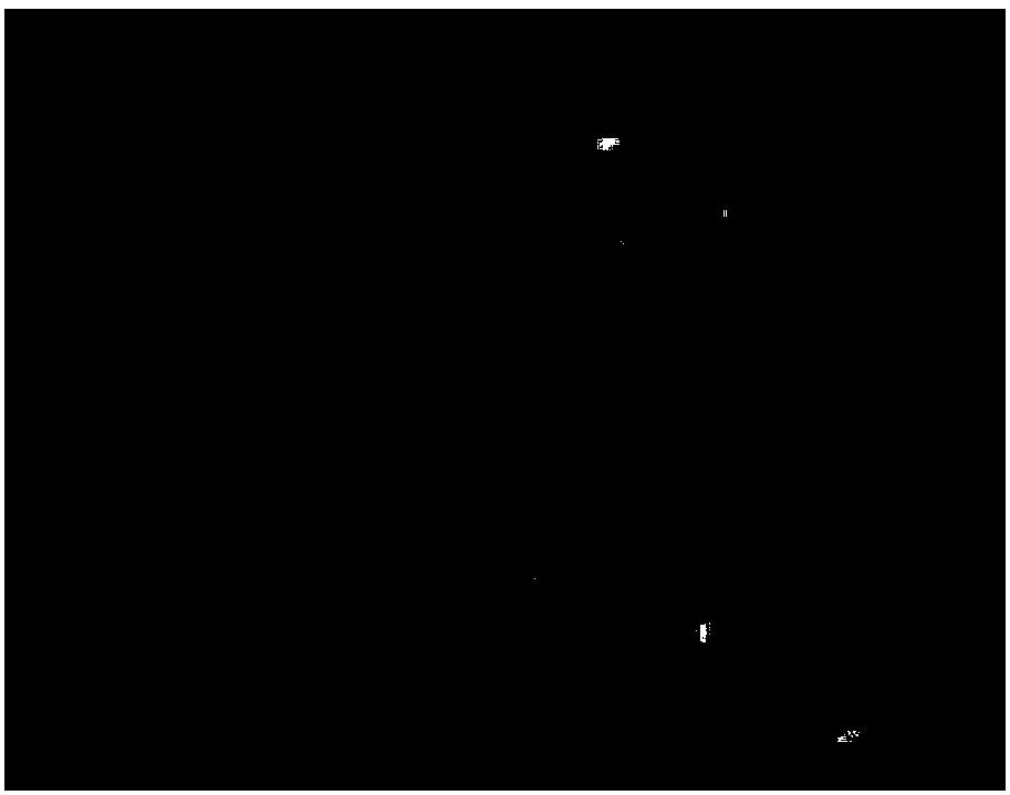 Method for regulating molecular weight of schizophyllan as fermentation product of schizophyllum commune franch