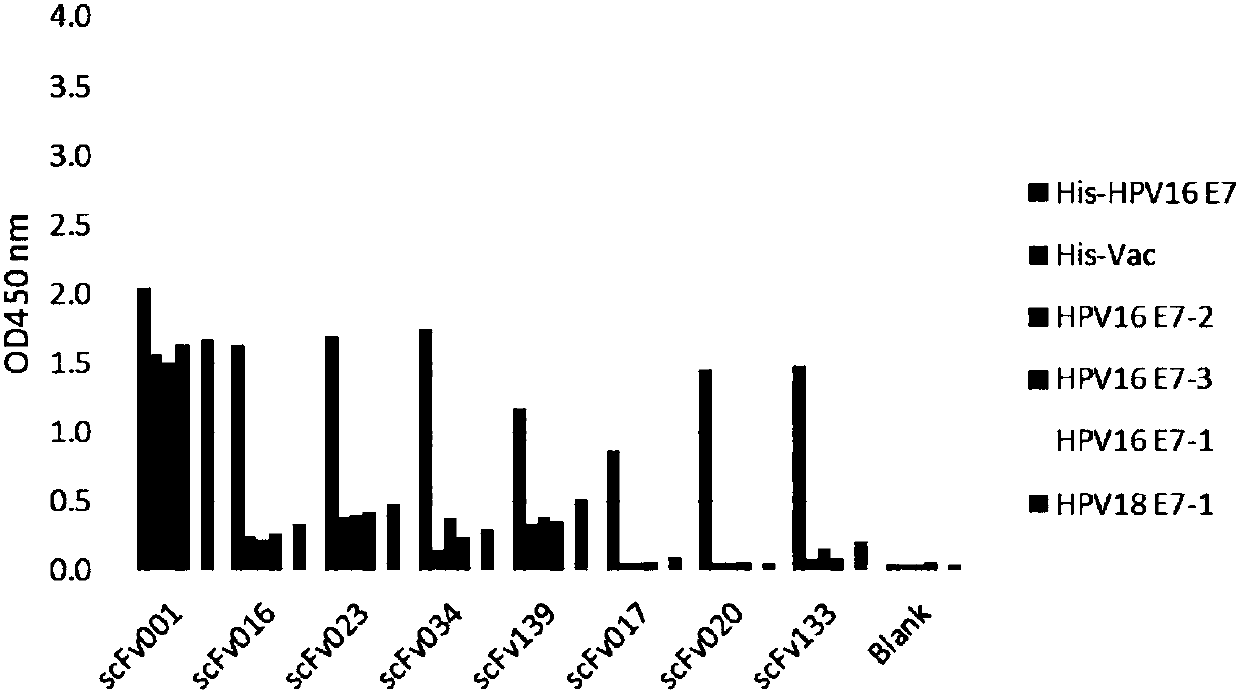 Monoclonall antibody capable of recognizing high-risk HPV E7 protein, and applications thereof