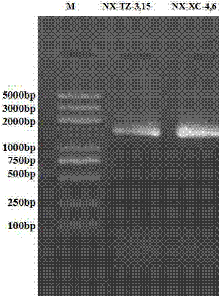 Heparinase high-yielding strain and breeding method thereof