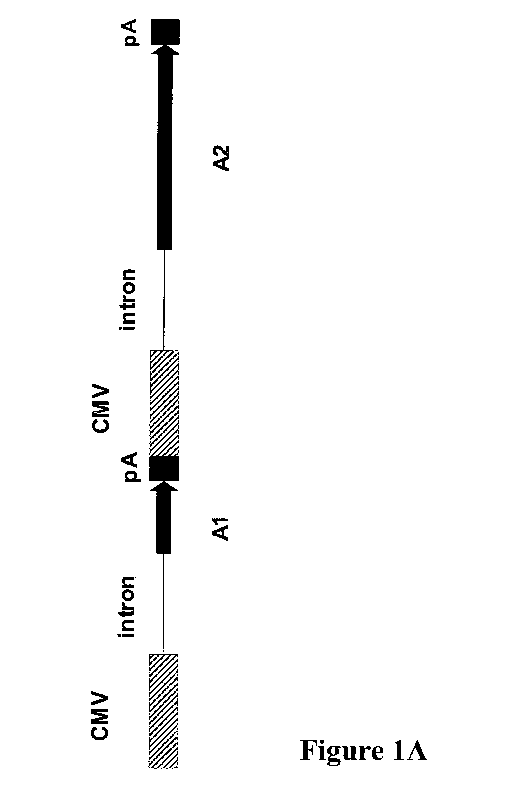 Gene expression system