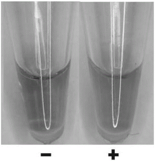 Detection of Phytophthora cambivora(Petri)Buisman with loop-mediated isothermal amplification (LAMP) technique based on color differentiation