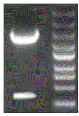 amiRNA for inhibiting rice gene OsRboh(LOC_Os01g25820)