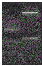 amiRNA for inhibiting rice gene OsRboh(LOC_Os01g25820)