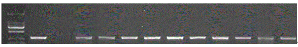 amiRNA for inhibiting rice gene OsRboh(LOC_Os01g25820)