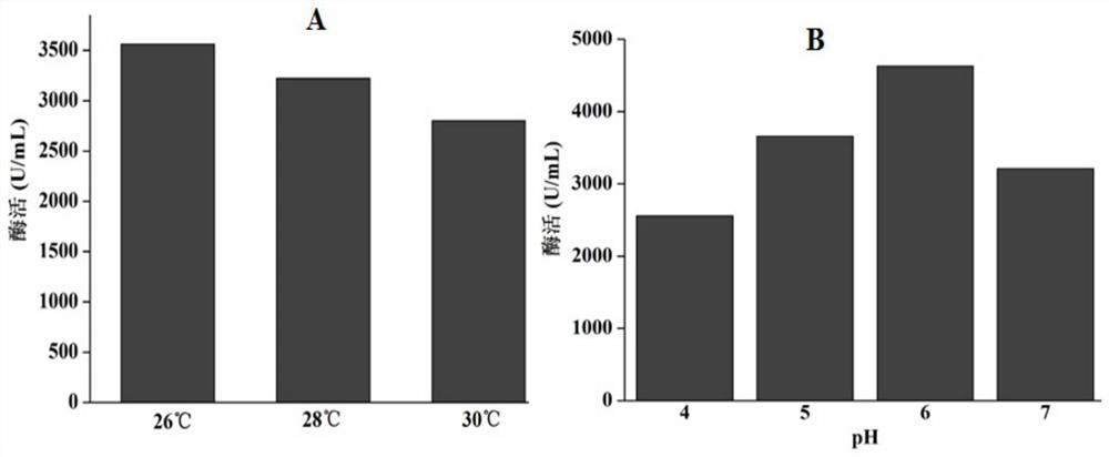 Chitosanase gene csnbaa, chitosanase and preparation method and application of chitosanase