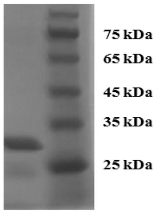 Chitosanase gene csnbaa, chitosanase and preparation method and application of chitosanase