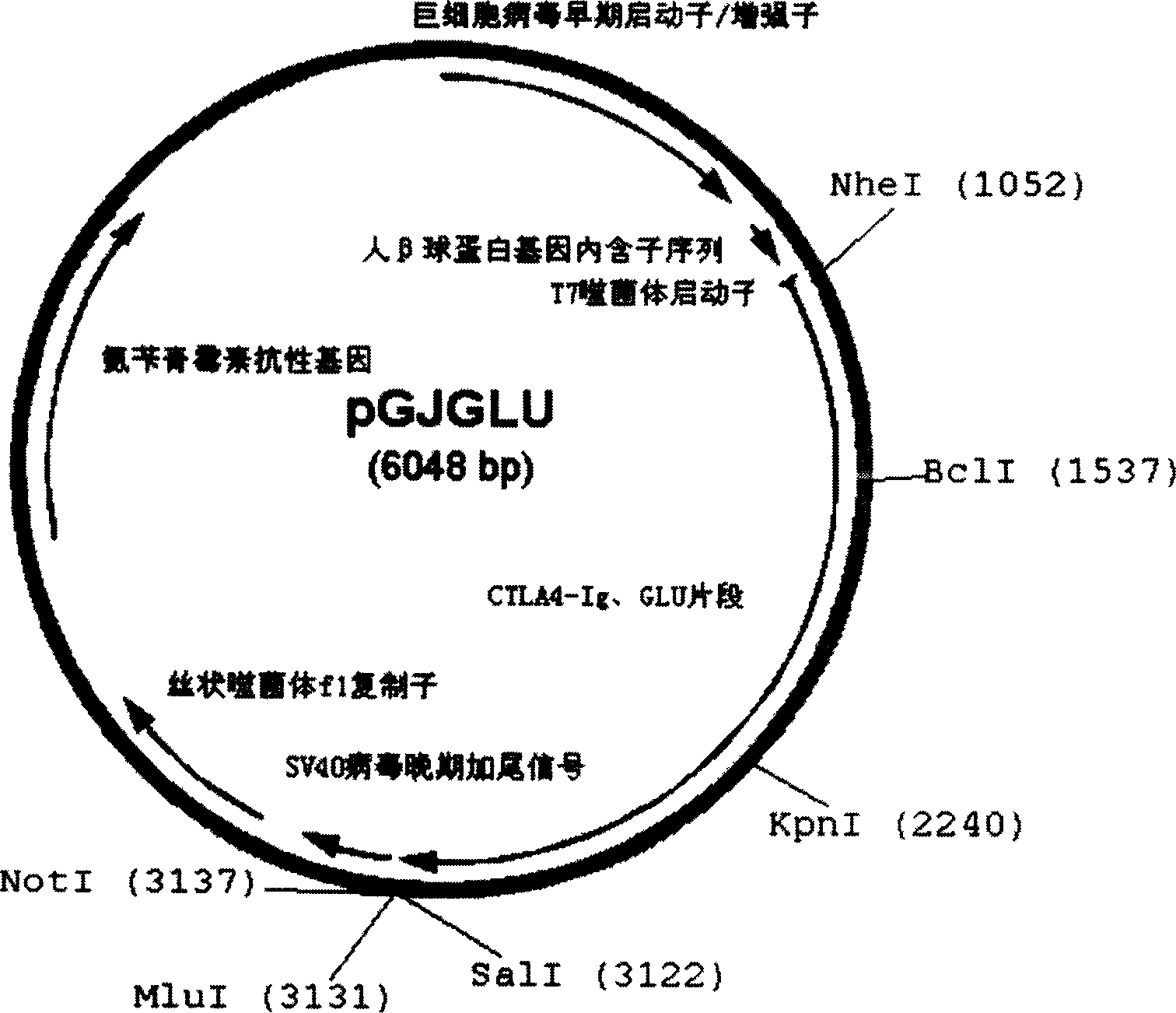 Targeted anticarious DNA vaccine and peparation thereof