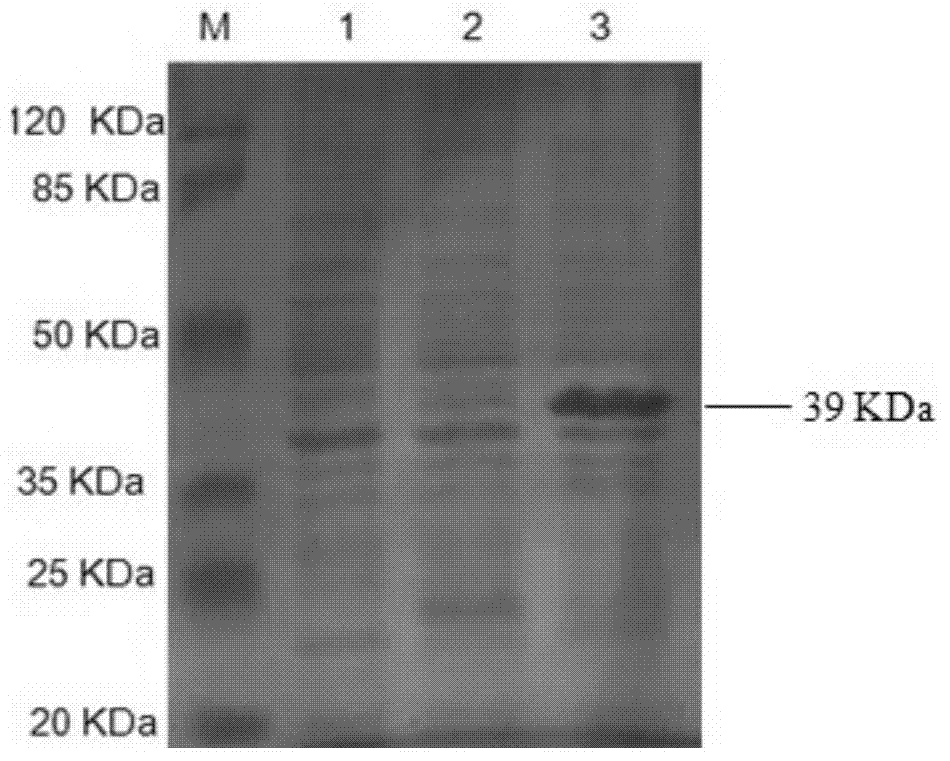 Indirect ELISA (enzyme linked immunosorbent assay) kit for detecting porcine epidemic diarrhea virus antibody