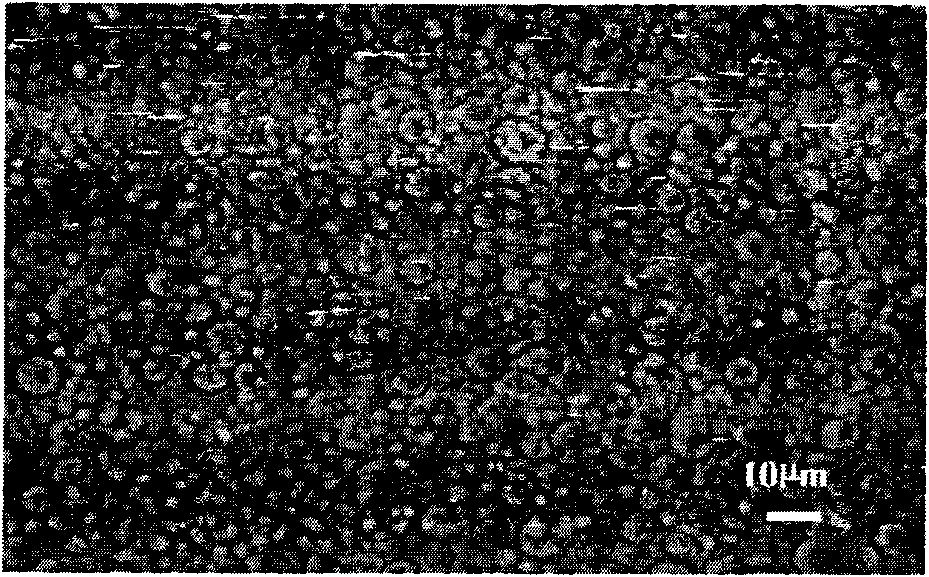 Method for quickly screening stichopus japonicus immune enhancers with high throughput