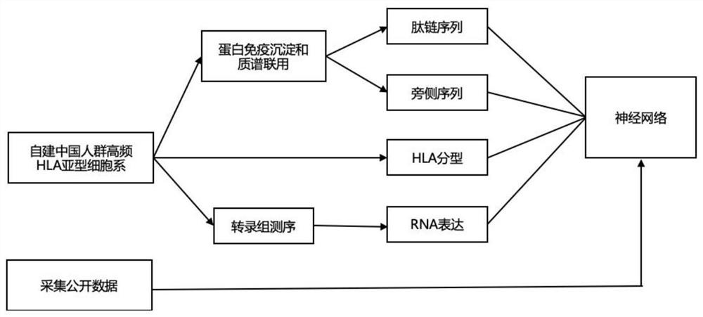 Tumor neoantigen prediction method and neoantigen prediction system based on deep learning model