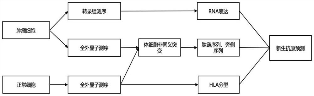 Tumor neoantigen prediction method and neoantigen prediction system based on deep learning model