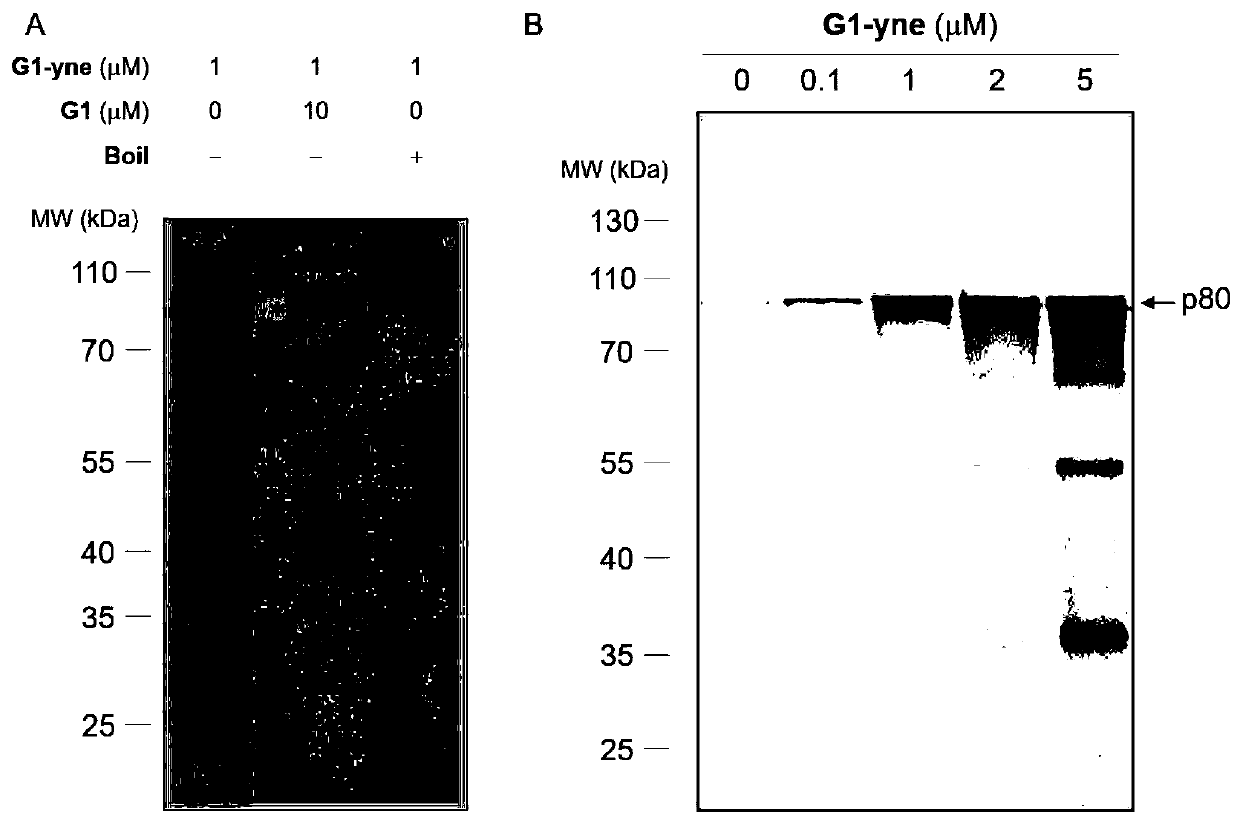 Molecular probe of higher plant non-cobalt-dependent methionine synthase and application of molecular probe