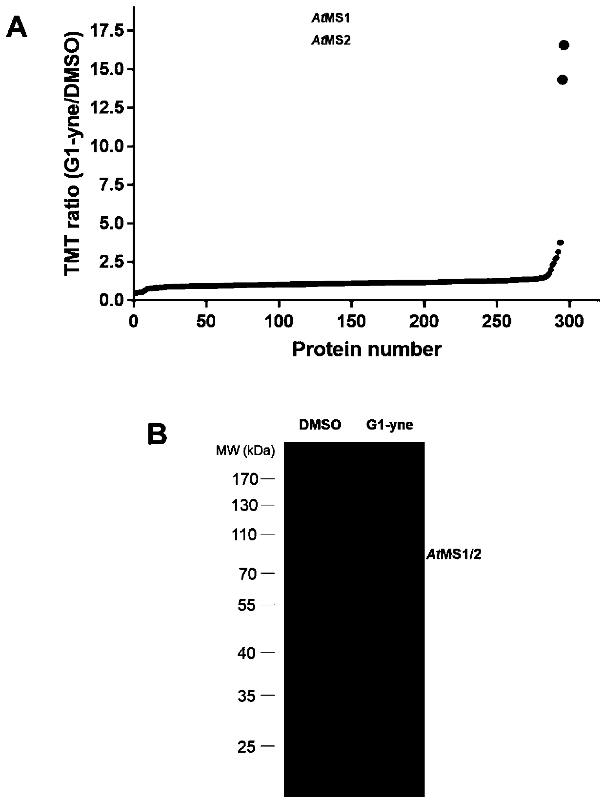 Molecular probe of higher plant non-cobalt-dependent methionine synthase and application of molecular probe