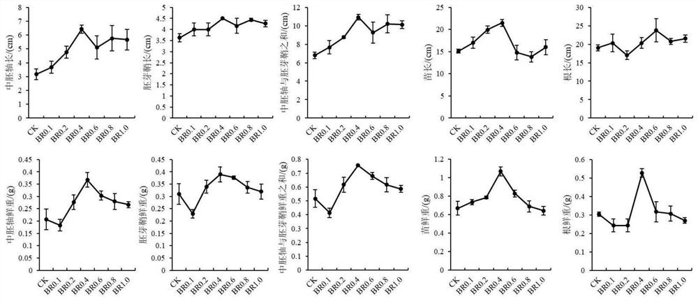 Method for relieving corn deep sowing stress by applying exogenous brassinosterols