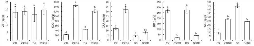 Method for relieving corn deep sowing stress by applying exogenous brassinosterols