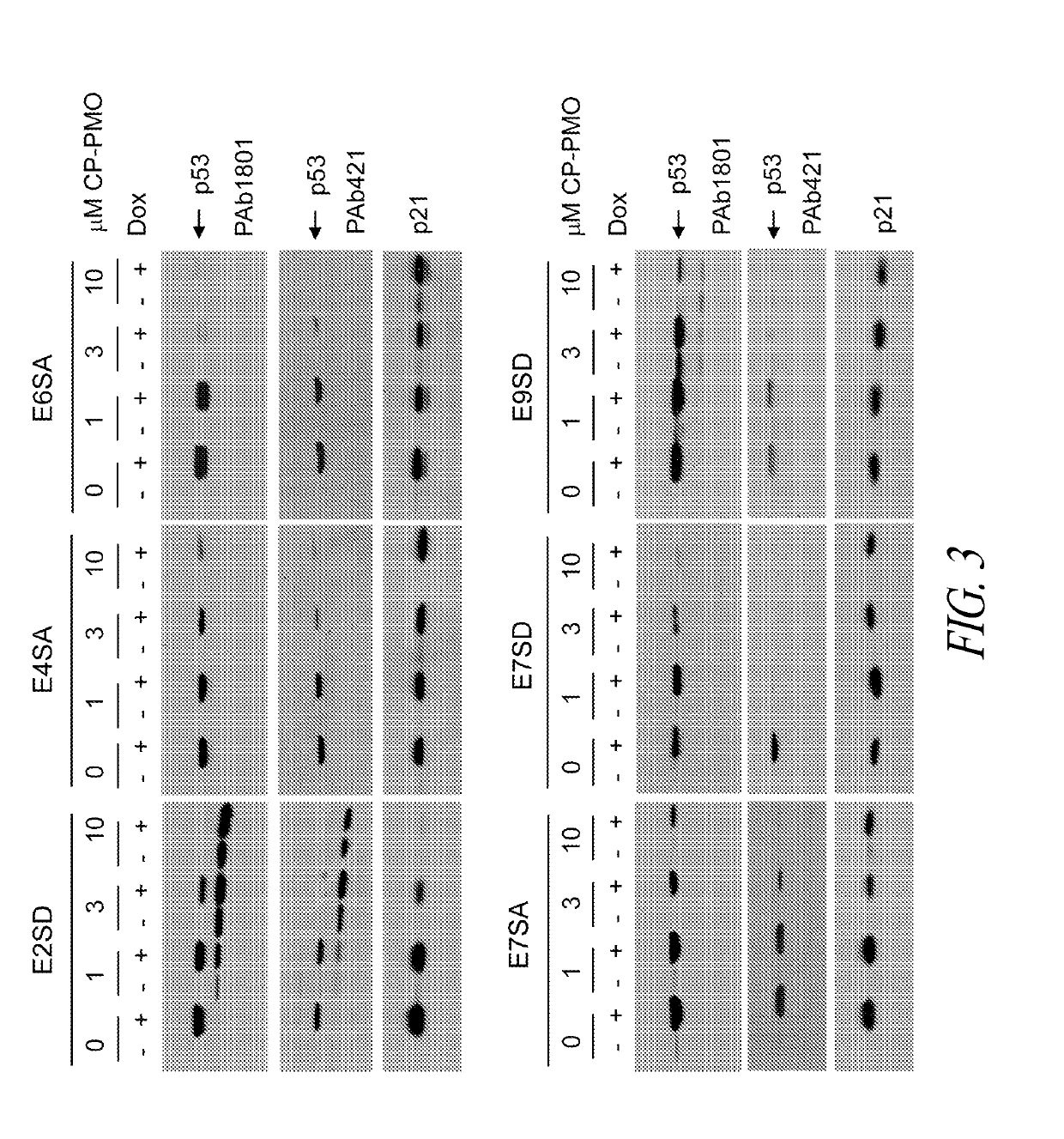 Methods and compositions for manipulating translation of protein isoforms from alternative initiation start sites