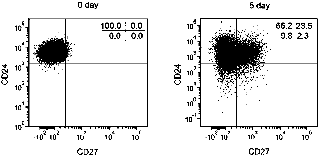 A method for inducing naïve B cells to differentiate into regulatory B cells in vitro and culture conditions thereof