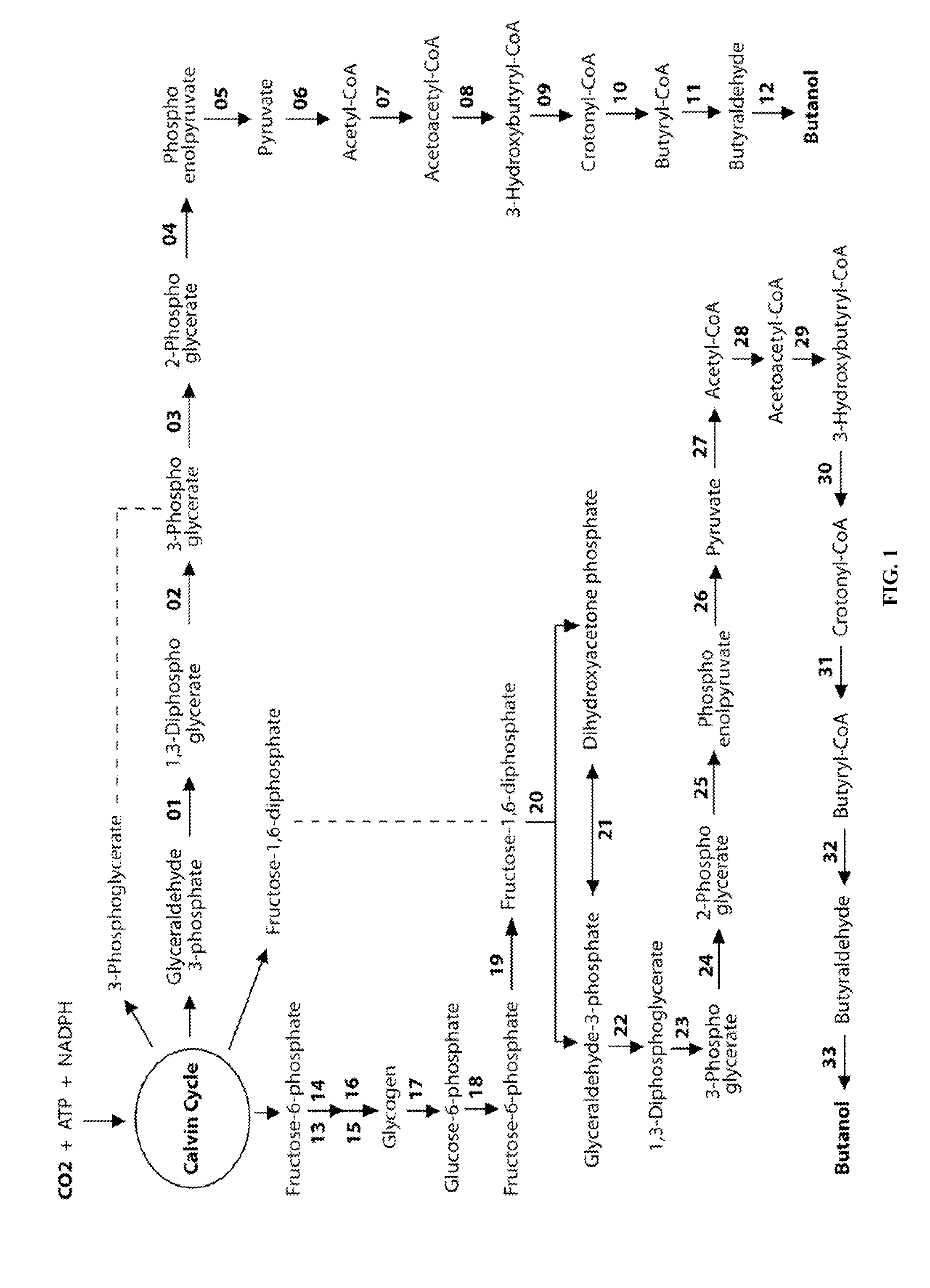 Designer Organisms for Photobiological Butanol Production from Carbon Dioxide and Water