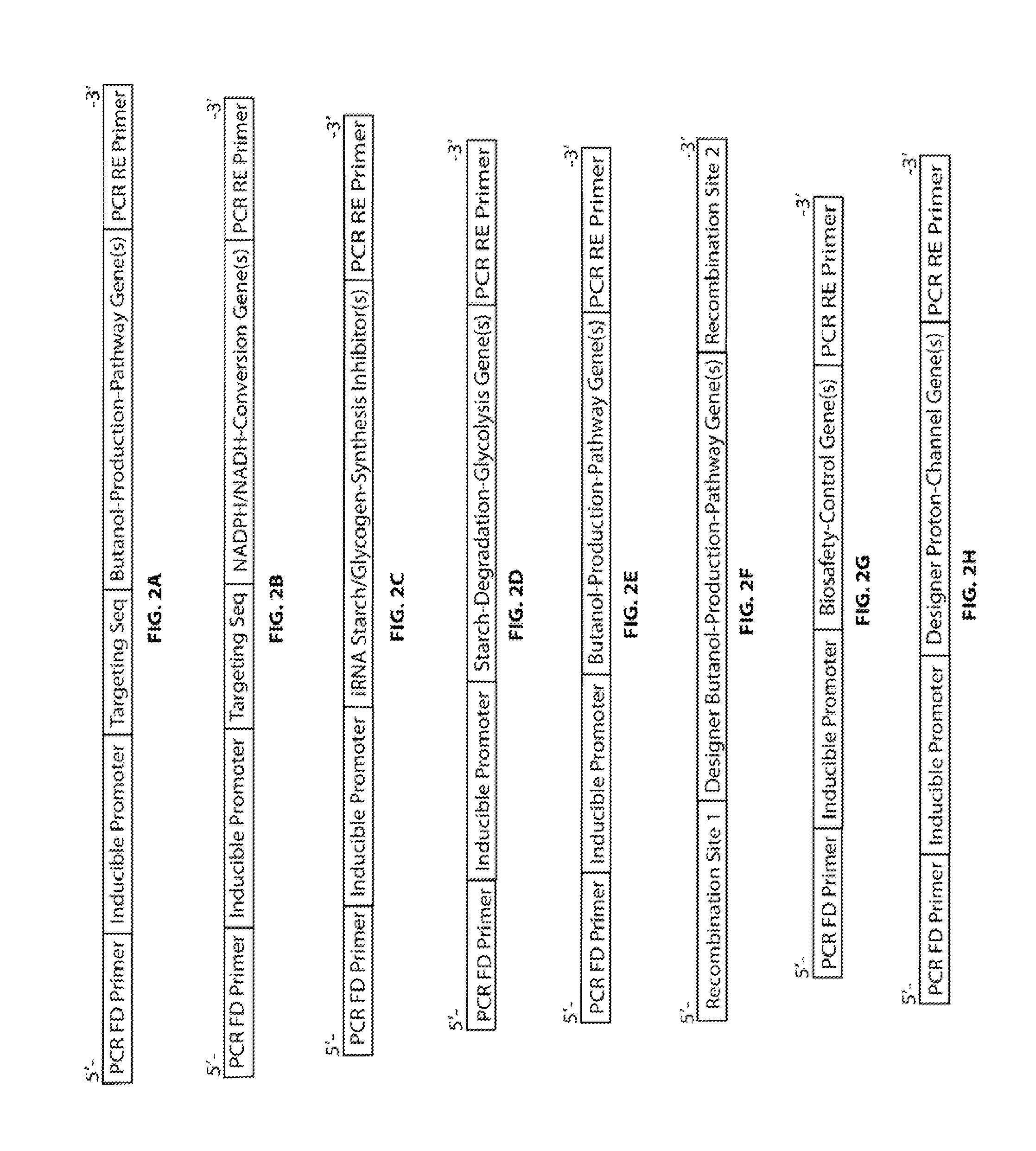 Designer Organisms for Photobiological Butanol Production from Carbon Dioxide and Water