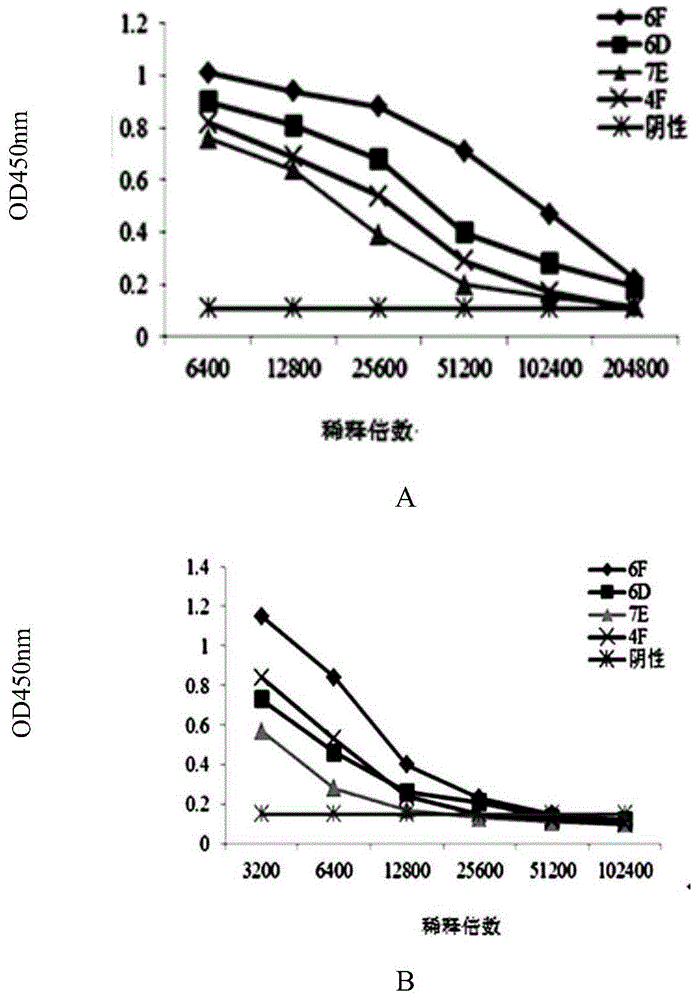 Fruit blotch immune colloidal gold detection test strip, and monoclonal antibody and hybridoma cell strain thereof