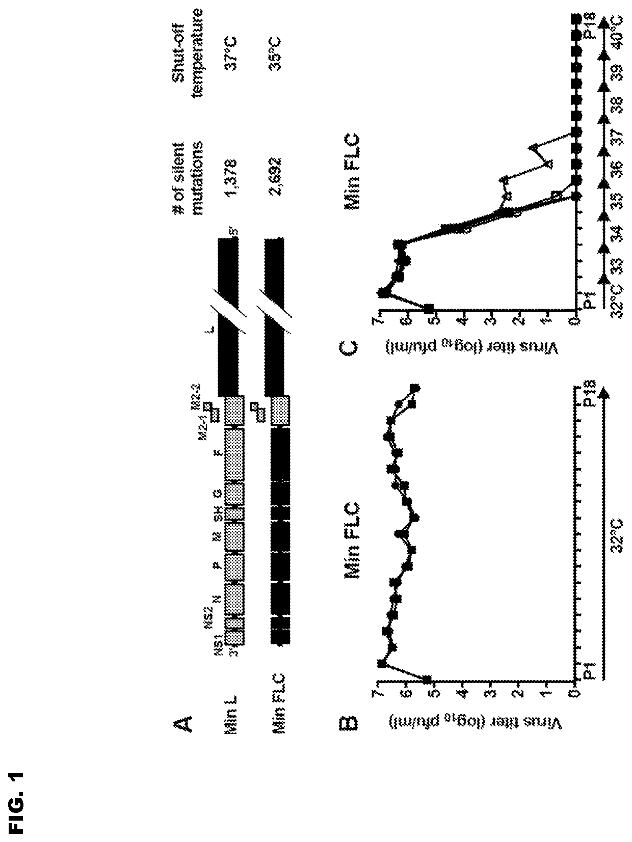 Vaccine candidates for human respiratory syncytial virus (RSV) having attenuated phenotypes