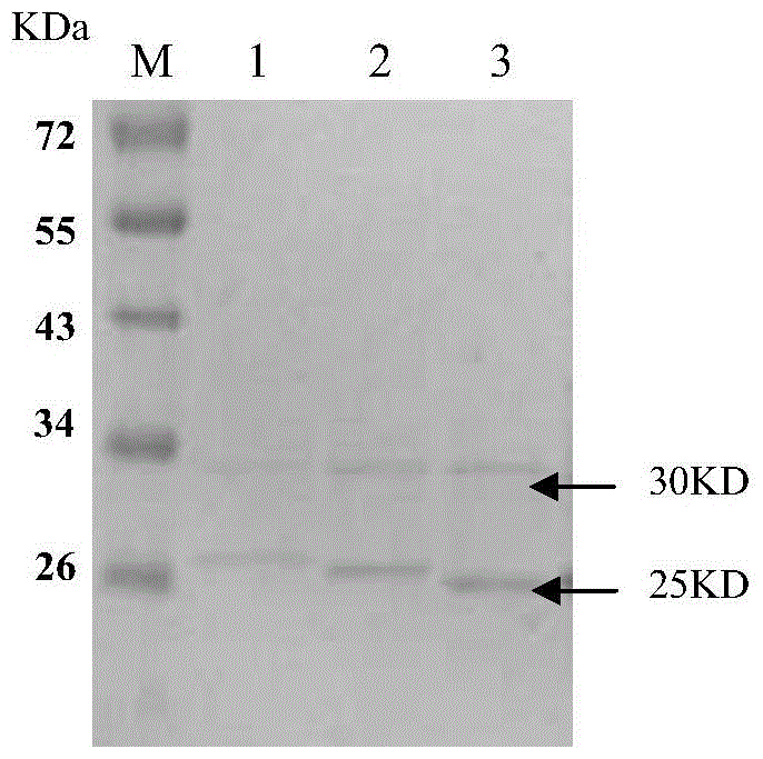 Human anti-h7n9 avian influenza virus neutralizing antibody h8, its preparation method and application