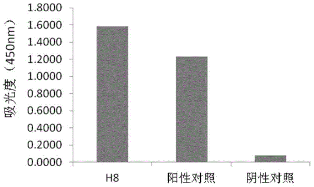 Human anti-h7n9 avian influenza virus neutralizing antibody h8, its preparation method and application