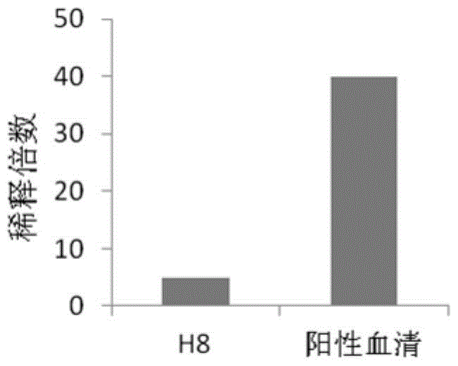 Human anti-h7n9 avian influenza virus neutralizing antibody h8, its preparation method and application