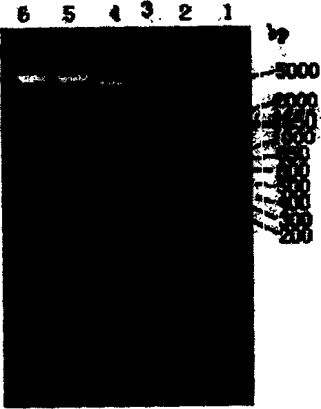 Configuration of cell facter IL-24 eucargon expression carrier and application