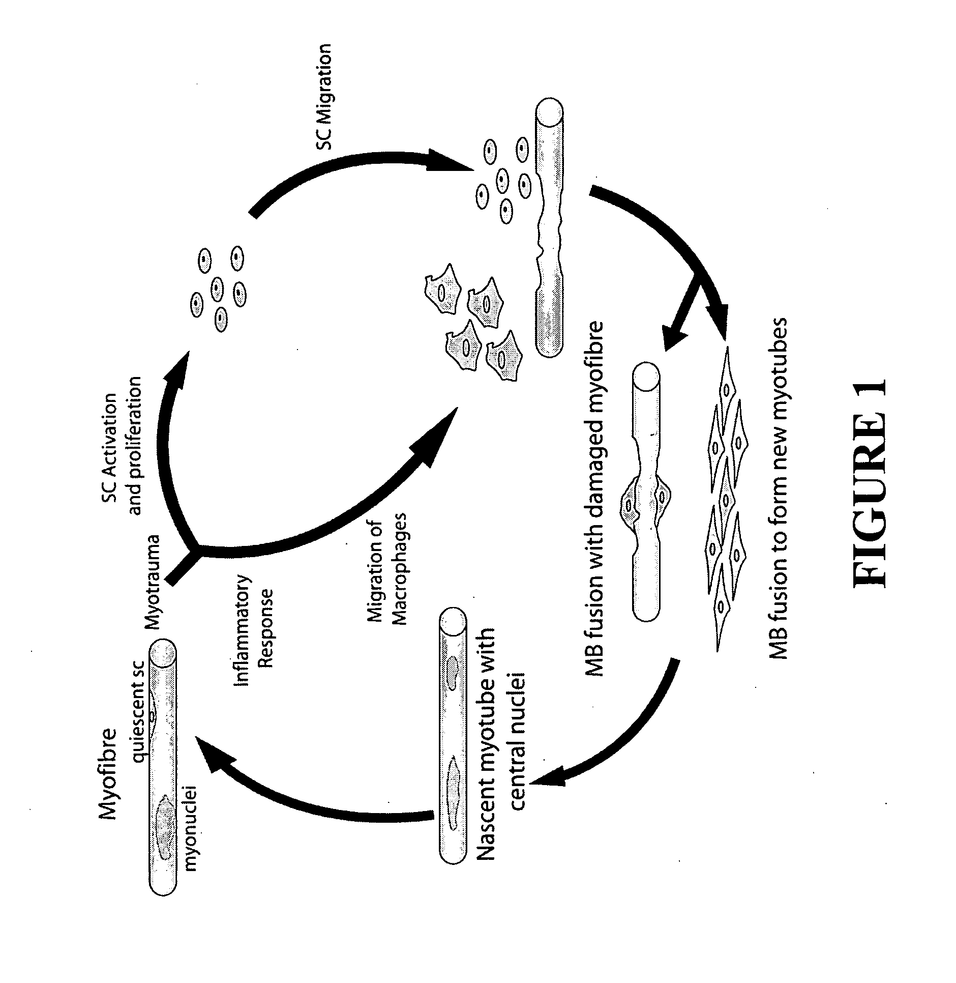 Muscle regeneration compositions and uses therefor