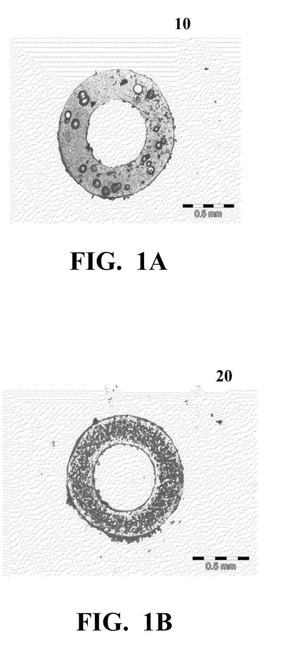 Foamed Fluoropolymer Article