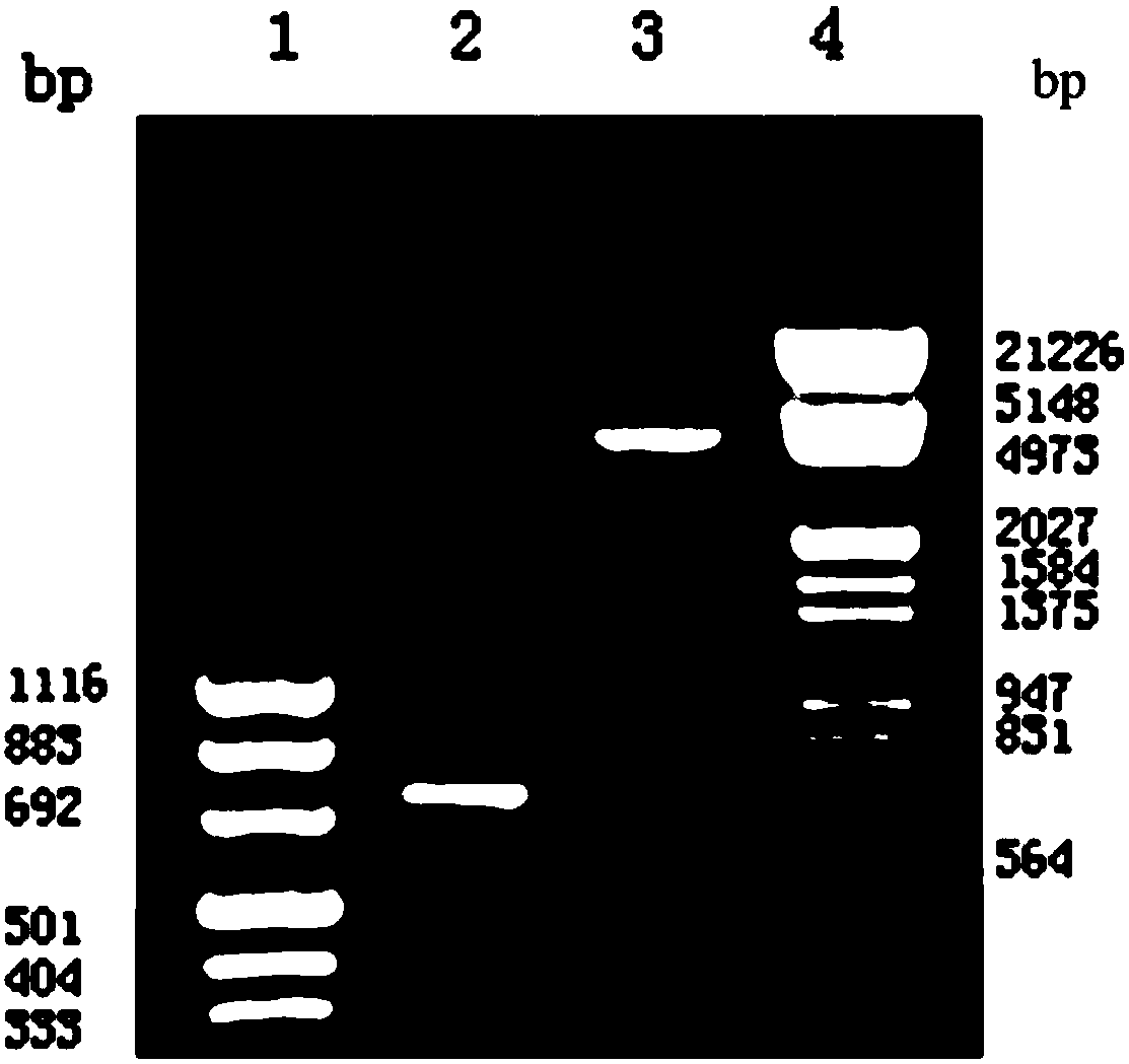 Phospholamban gene anti-sense RNA recombinant AAV vector, virus, construction method and application