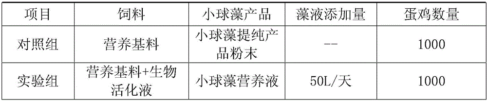 Chlorella laying-chicken feed and feeding method thereof